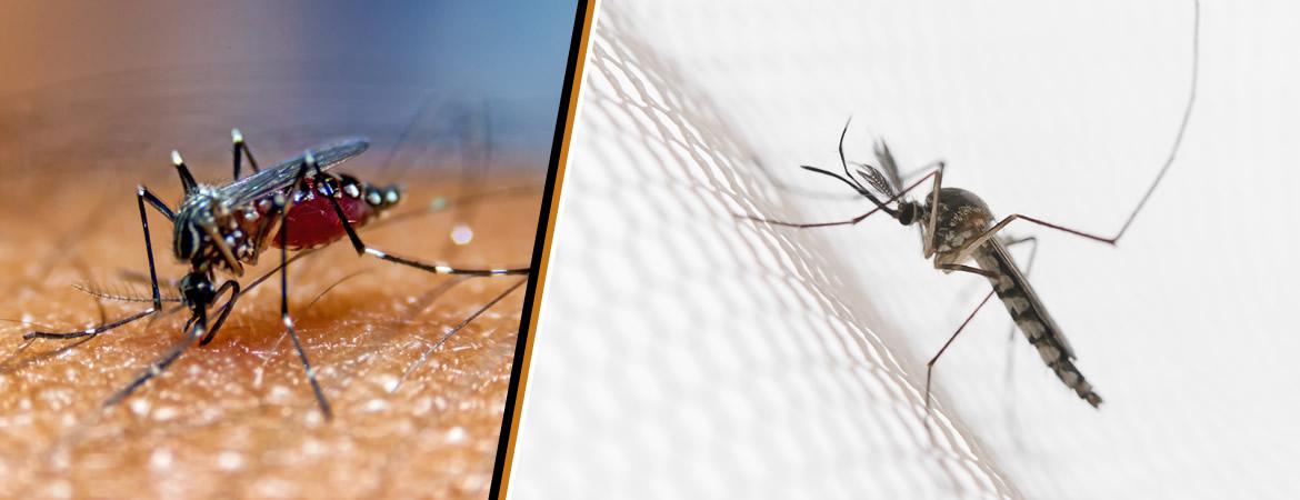 Notre entreprise de désinsectisation de moustiques située à Orange dans le Vaucluse intervient pour éliminer les moustiques située dans votre zone d'habitation