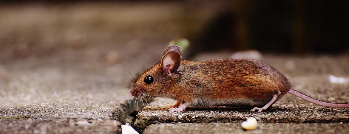Dératisation rats et souris Vaucluse
