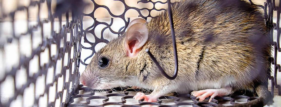 Piège à rat et souris fait maison - Entreprises guêpes et frelons