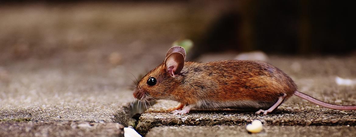 Notre entreprise intervient pour éliminer les souris et les rongeurs