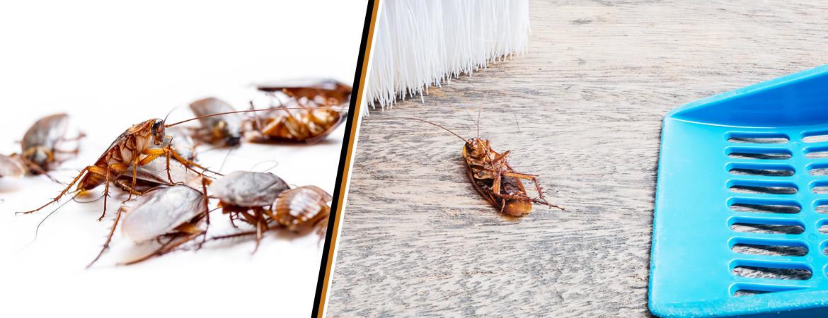 En cas d’invasion de cafards ou de blattes il faut agir très vite afin de stopper leur propagation. AEP Habitat vous apporte des solutions fiables et efficace pour l' élimination de vos blattes et cafards.
