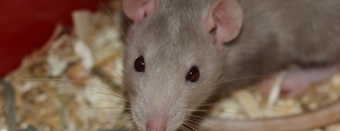 Urgence extermination guêpes, frelons, Orange, Vaucluse