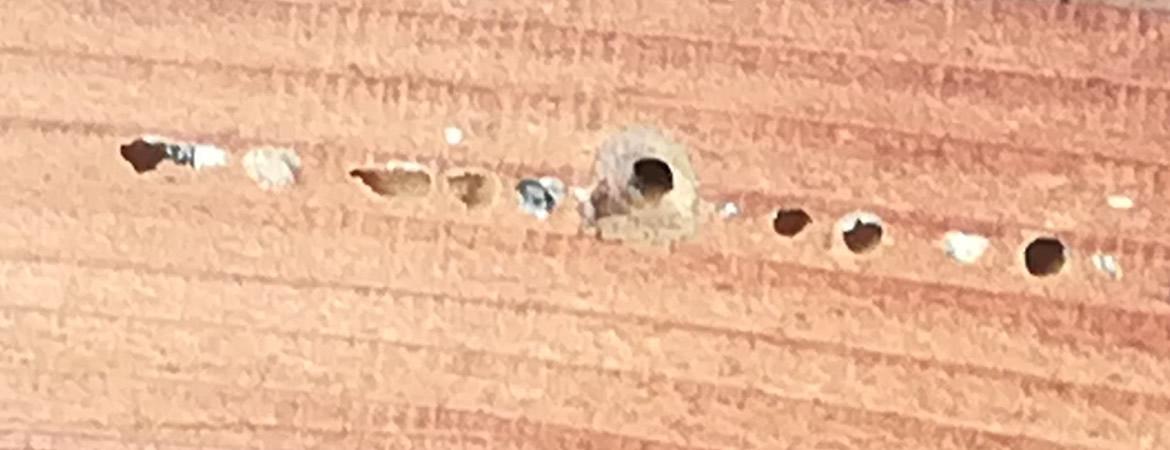 Traitement poutre, charpente, vers à bois