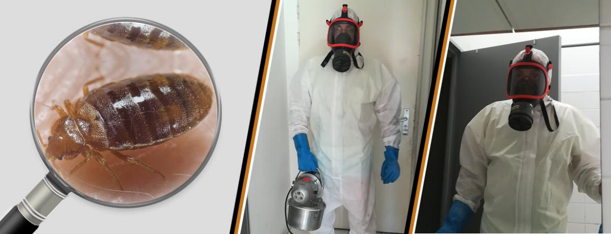 Désinsectisation punaise de lit, Avignon, Vaucluse