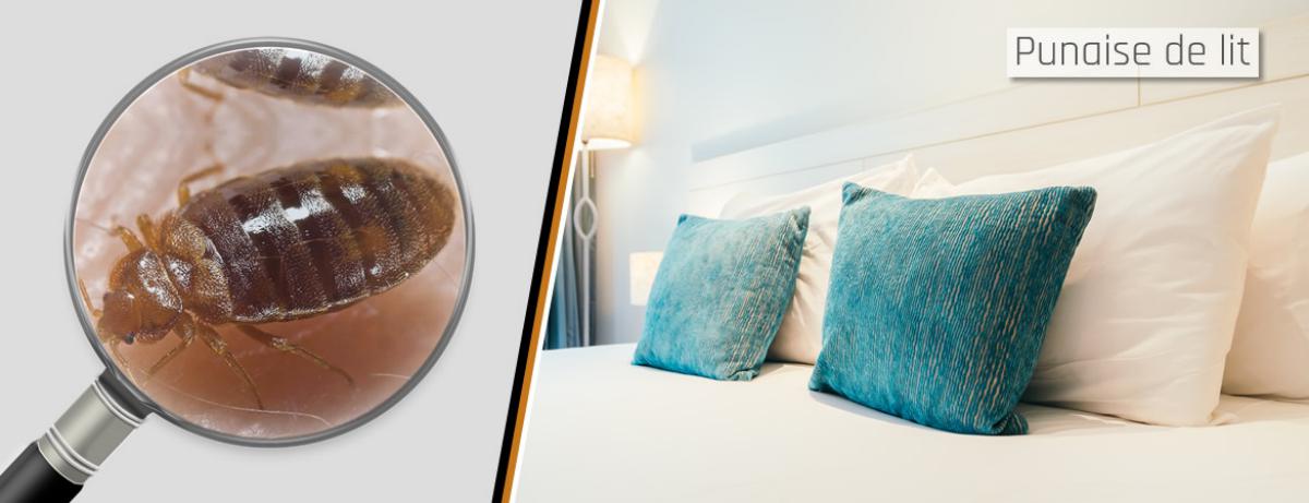 Désinsectisation Gîte &#38; Chambre d'Hôte Avignon | AEP Habitat