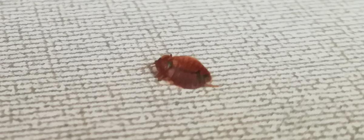 Traitement punaise de lit à Avignon