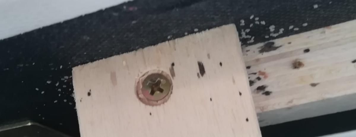 Traitement punaise de lit à Avignon